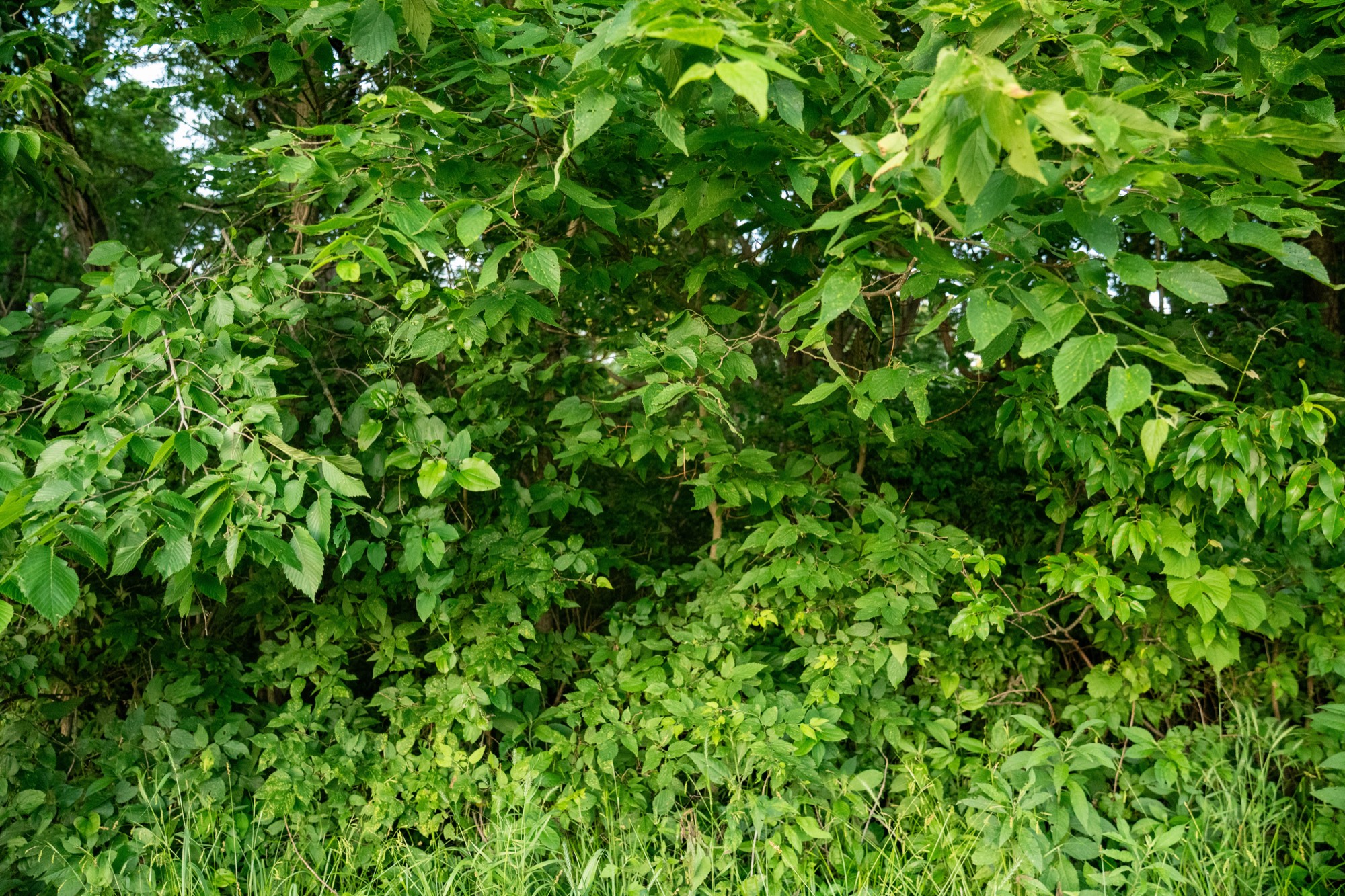 Dense green foliage filling the frame, like a botanical wallpaper.