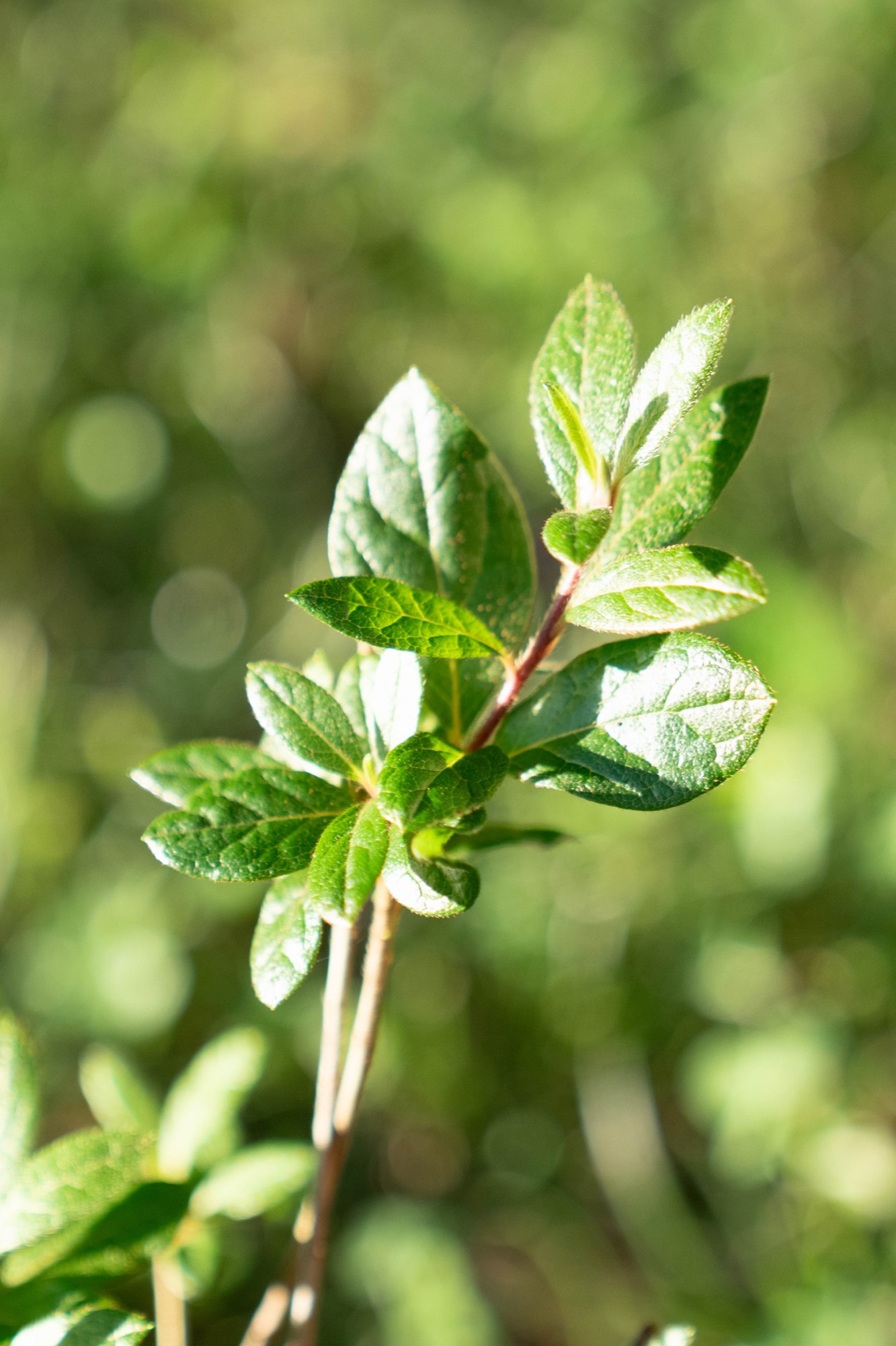 A single leafy sprig against deep shadow.