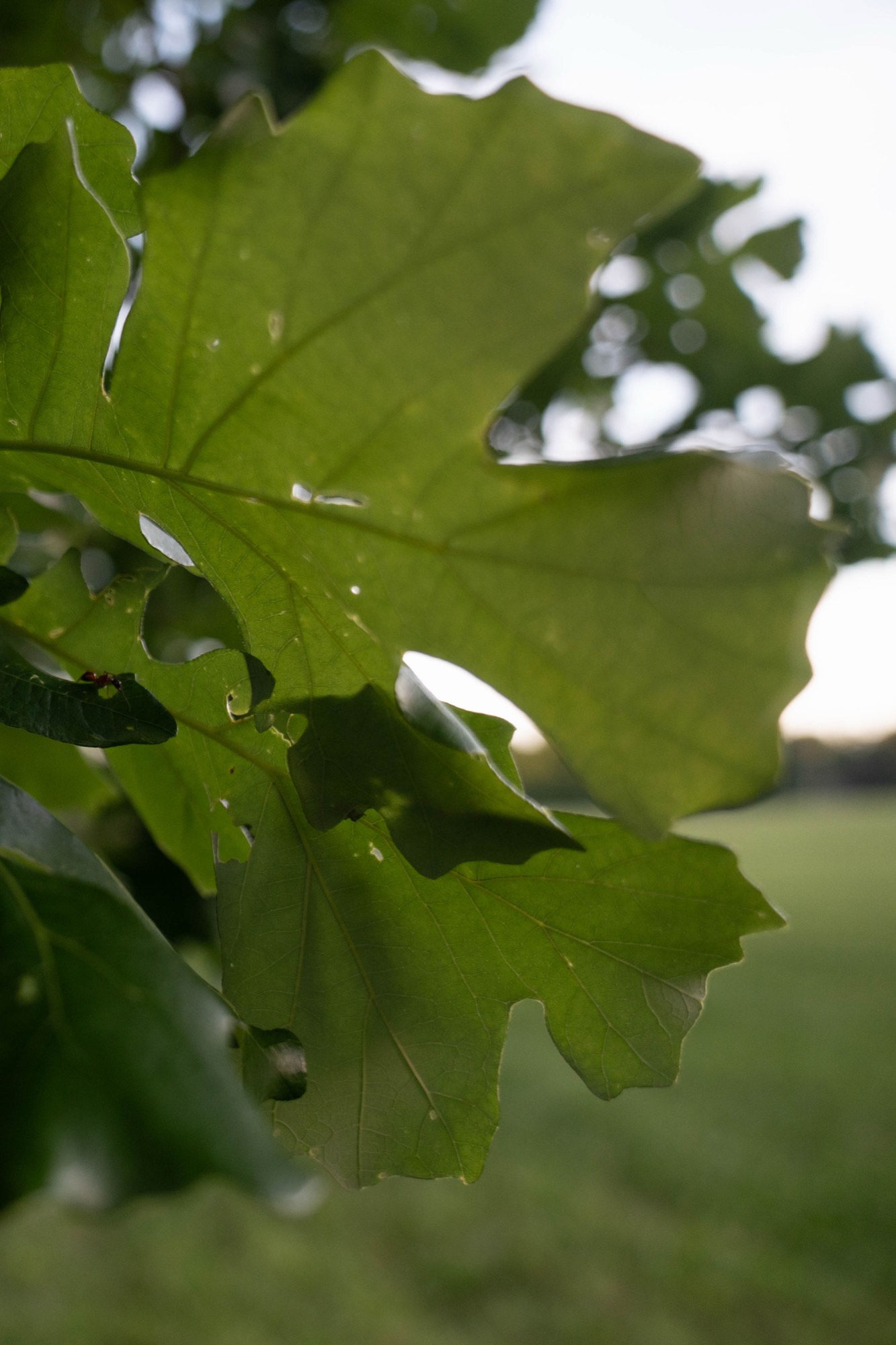 Close-up of backlit oak leaves.